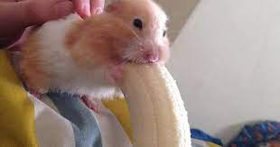 Just Hamster Eating A Bit Of Banana Imgur