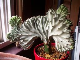 They represent brilliant shades of yellow, red, orange, pink, coral, peach, purple and white. 28 Gardening Is Fun Coral Cactus Ideas Coral Cactus Cactus Cactus Plants