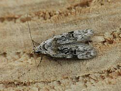 Image result for Altenia scriptella