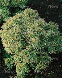 Hooker f., genera plantarum 2: Pieris Japonica White Rim Media Database