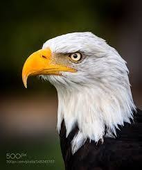 Bald Eagle Strong And Powerful Follow And Check For More Types Of Eagle On My Website Bald Eagle Eagles American Bald Eagle