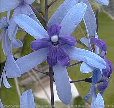 Image result for Petrea volubilis