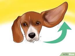 3 Ways To Identify A Beagle Wikihow Are you searching for cartoon lemon png images or vector? 3 ways to identify a beagle wikihow