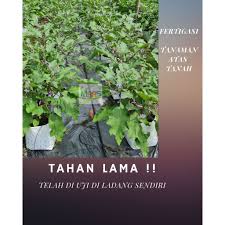 Jual tutup plastik hitam murah, harga beli terbaik, berbagai pilihan, beli murah langsung dari distributor,supplier, pabrik dan toko di indotrading.com. Buy 1 Meter Plastik Silvershine Uv 0 03mm Penutup Batas Tanah Tanaman Konvensional Fertigasi Seetracker Malaysia