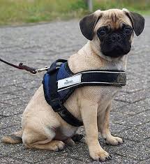 Normalerweise kommt ein hund mit dem 7. Fragen Zum Retromops Retromops Johannisberg