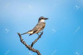 Check spelling or type a new query. Northern Mockingbird Is The Florida State Bird Since 1927 Stock Photo Picture And Royalty Free Image Image 129399804