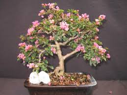 It is mostly know for the silver bark it displays with red accents. Miniature Crape Myrtles Make Beautiful Bonsai Trees The Crape Myrtle Company