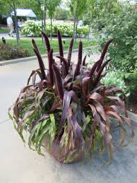 Check spelling or type a new query. Ornamental Millet Pennisetum Rotary Botanical Gardens
