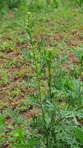 Image result for Lepidium bonariense