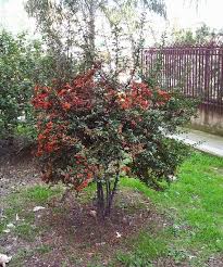 Image result for Pyracantha