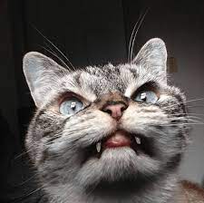 Meet Loki Kitteh A Cuddly And Cute Cat Vampire Cats Vampire Cat Cat Expressions