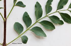 Image result for Ptaeroxylon obliquum