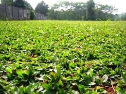 29 likes · 1 talking about this. Jual Rumput Gajah Mini Di Manado Www Stewartflowers Net