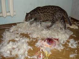 Satanist Kesen Mucait Kedi