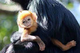 Australia Zoo Welcomes Rare Monkey See The Bright Orange Beauty Up Close Animals Animal Photo Orange Monkey
