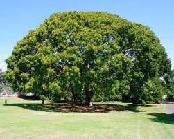 Image result for Ficus bubu