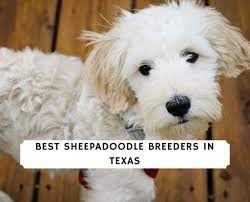They have a friendly nature about them which makes them wonderful family dogs! 7 Best Sheepadoodle Breeders In Texas 2021 We Love Doodles