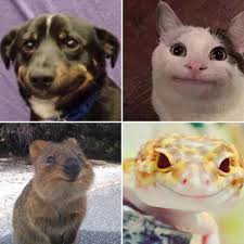 Choose Your Fighter Funny Animals Cute Cats Cool Cats