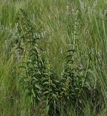 Image result for Coleus calycinus