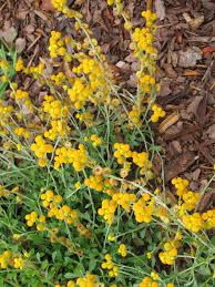 Image result for Cyphostemma septemfoliolatum