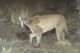 As a result, they are well socialized in a family environment with our children and other pets. North Texas Wild Dallas Woman Wild About Texas Native Cats Greensource Dfw