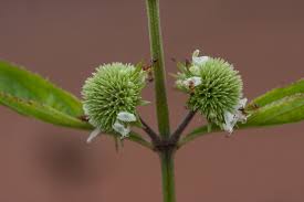 Image result for Hyptis lanceolata