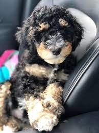 Golden Mountain Doodle Puppy Traveling Doodle Puppy Cute Animals Pets
