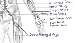 Researchers can now show, at molecular level, that these changes originate in vein cells. Exercise 32 Anatomy Of Blood Vessels Flashcards Easy Notecards