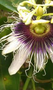 We offer good quality plants and bulbs some which you will not find in your local garden centre. 210 Dominica Ideas Dominica Caribbean Caribbean Islands