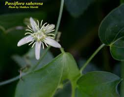 Image result for Passiflora suberosa