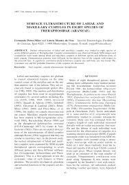 Image result for Limeum argute-carinatum