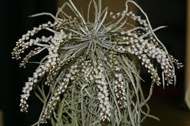 Image result for Microcoelia stolzii