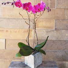 Maybe you would like to learn more about one of these? Colorful Orchid Plant In San Mateo Ca Blossoms And Botanicals