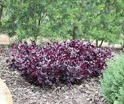 Plants of the genus may be known generally as joyweeds, or joseph's coat. Little Ruby Alternanthera Is A Compact Ground Cover Emporium Range Hotties