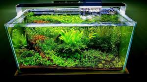 What to use to make an aquascape tank? Aquascaping For Beginners Step By Step Guide