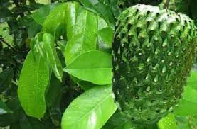 Cara menanamnya yang sangat mudah, hanya dengan menanamkan batang yang anda potong membuat. Artikel 8 Cara Merebus Daun Sirsak Untuk Obati Berbagai Macam Penyakit