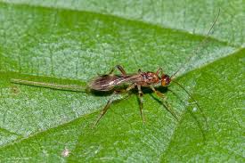 Image result for Sorghastrum fuscescens