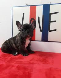 As a result, dogs that come from a rescue center will be healthy and they won't have any health issues as these can be very troublesome as you can expect. French Bulldog Puppy For Sale Adoption Rescue For Sale In Sanford North Carolina Classified Americanlisted Com