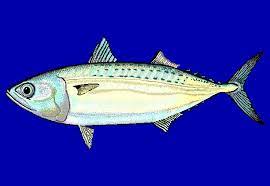 Check spelling or type a new query. Gambar Ikan Kembung Lelaki Gambar Ikan Hd