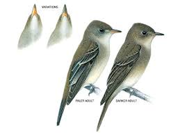 Western Wood Pewee National Geographic Pet Birds Animals Westerns