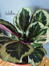 Mereka berasal dari berbagai daerah seperti burma, filipina, taiwan dan juga brazil. Calathea Roseopicta Medallion Daun Bercorak Bulu Merak Blog Sihatimerahjambu