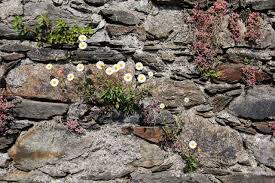 Blue star creeper can even be planted between stepping stones and will. Gardening In Retaining Walls How To Make A Living Stone Wall