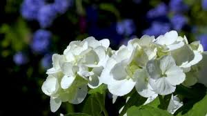 Maybe you would like to learn more about one of these? Blue Hydrangea Flowering Plant Drying Stock Footage Video 100 Royalty Free 25630223 Shutterstock