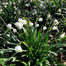 Marzbecher Fruhling Botanischergarten Munster Garten Pflanzen Gartentechnik Plants