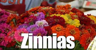 Check spelling or type a new query. Zinnia Flowers Caring For Zinnia Plants With Many Uses And Abuses