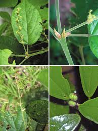 Image result for Erythrococca atrovirens