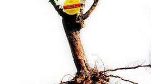 Leave the roses submerged for 30 minutes. Garden Checklist How To Coax A Near Dead Rose Back To Life The Sacramento Bee