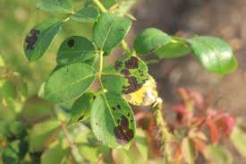 Black spot is the most serious disease of roses. Pathogen Vs Disease Why Terms Matter Bygl