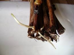 Image result for grapevine cuttings