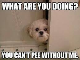 My Dogs Follow Me Everywhere Love This Funny Dog Pictures Funny Animals Funny Animal Pictures